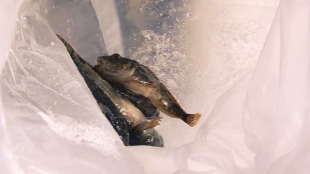 БАЙКАЛЬСКАЯ РЫБАЛКА 2017. БАРГУЗИНСКИЙ РАЙОН смотреть онлайн