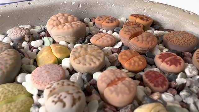 Литопсы/ Lithops. Морщины у литопсов. Мой: Крестовник, Оттона и Котиледон. 24.05.2023. смотреть онлайн