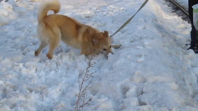 Веселая собака Лиса ! смотреть онлайн