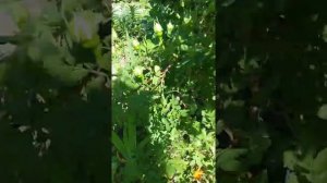 Опора под кустарники из пвх труб без паяльника.