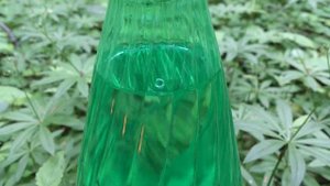 Лейка из пластиковой бутылки для полива комнатных цветов