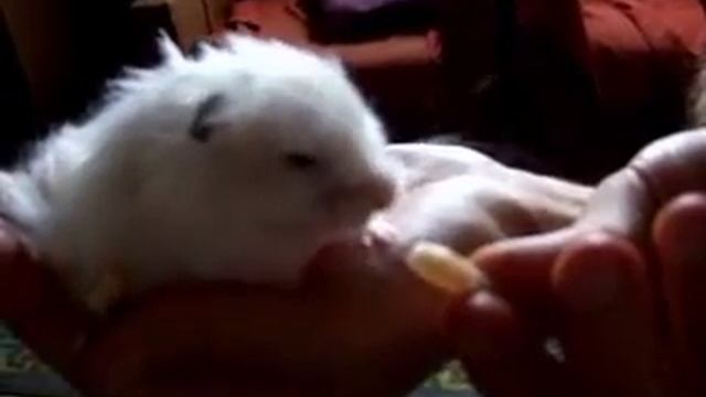 Ангорский Хомяк