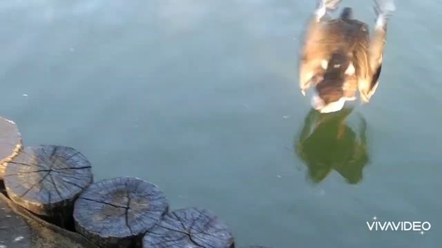 ?дикие утки Жизнь птиц смотреть онлайн