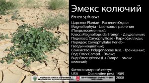 Эмекс колючий (Emex spinosa)