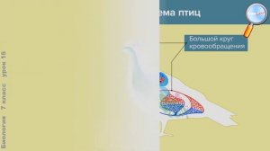 Биология 7 класс Урок№16   Класс Птицы