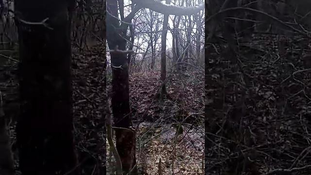 Доброе весеннее утро в лесу с птичьим пением журчанием ручья|весна2021год|Ставрополь|первые весенни