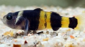 Аквариум с бычками