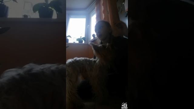 Учим собак команде ,, голос " смотреть онлайн