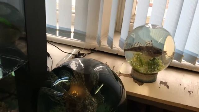 Государственный биологический музей имени К. А. Тимирязева смотреть онлайн