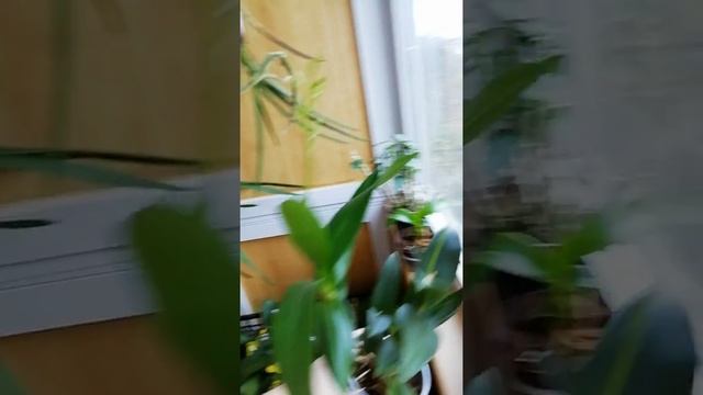 Уход дендробиум и дендрофаленопсис. Dendrobium Angel Baby смотреть онлайн