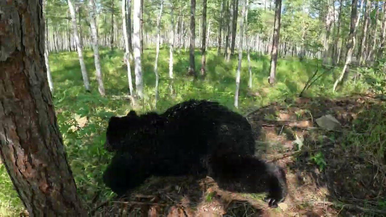 Медвежьи скачки. смотреть онлайн