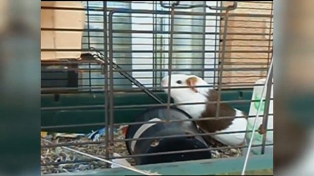 Смешные коты / Приколы с кошками / Смешные животные / Смешные домашние животные / Подборка приколов смотреть онлайн