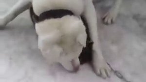 Собака ест кошку.