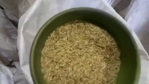 райграс пастбищный