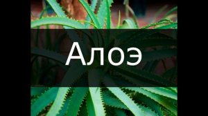 Какие комнатные цветы подходят по знаку ЗОДИАКА? / Галерея Цветов / Flower Gallery