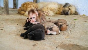 ?Обезянки&Monkeys?