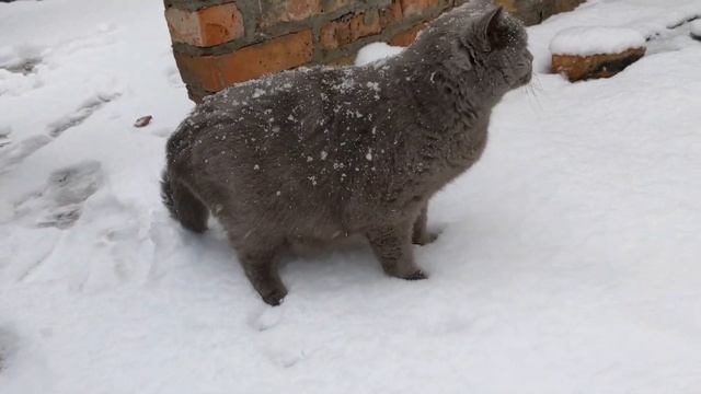ПЕРВЫЙ СНЕГ в жизни! смотреть онлайн