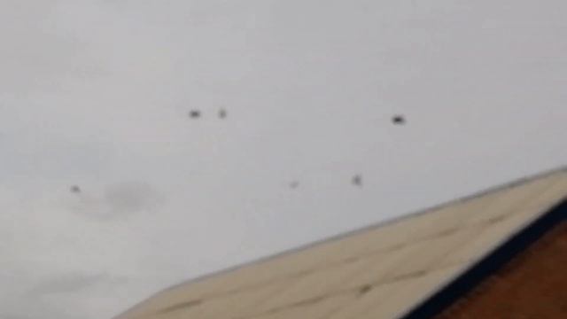 Голуби _ в. Гостях. у. Мишки _Турка. п. Екатериновка. Ростовская обл. 10.10.2022.г. ??️?? смотреть онлайн