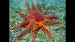 Морские звёзды - гламурные красавицы морей и океанов