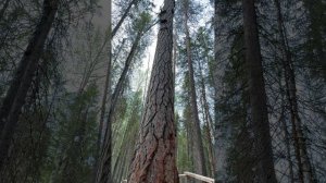 На пути к Пинежскому северному водопаду с штатным экскурсоводом Парк «Голубино» Олегом Шавриным