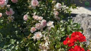 Роза Омаж Барбара. С чем лучше сочетать. Питомник растений Е. Иващенко.