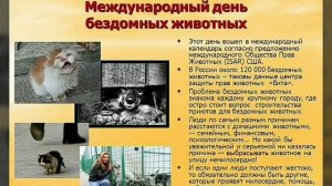 Для нас обычный день, а для животных целый праздник! 16 августа всемирный праздник бездомных животн