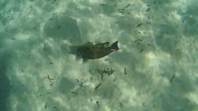 Sharm El Sheikh Barcelo Tiran Sharm 5 март 2018 г.