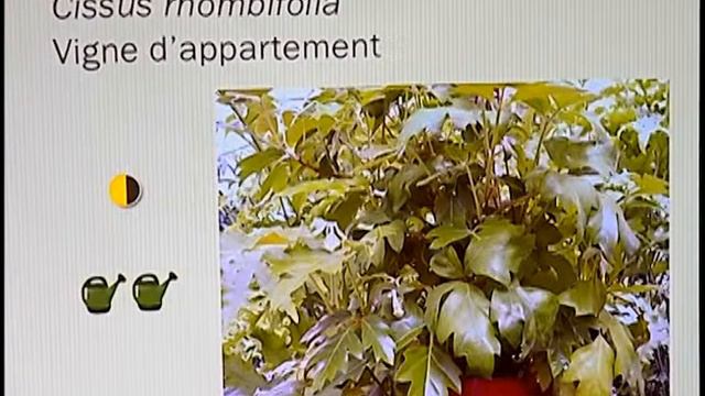 Société D'Horticulture Et D'Écologie De Plessisville