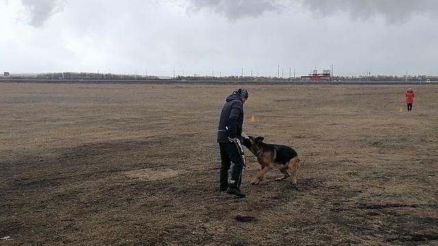 4.  выражено/перв OSTEN STERN ZARINA (Tornados-Ostvind Yard Yantaris – Osten Stern Shveytsariya)