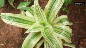 Green White Yellow Combo Plants/My Garden