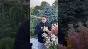 Гортензия Лаймлайт / Гортензия Мэджикал Кэндл