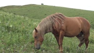 Жеребец вернулся к своим кобылам. Вместе  весной, летом, зимой