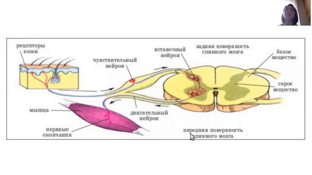 Что такое рефлекс? Строение рефлекторной дуги и ее функции