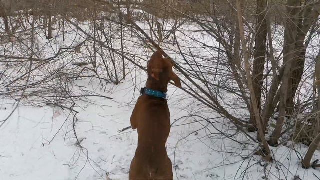 Жизнь Спайка и Арчо. Прогулка с питбулем смотреть онлайн