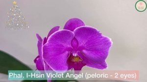 Phal. I-Hsin Violet Angel (peloric - 2 eyes)