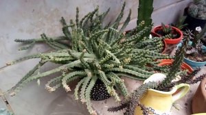 Flores da minha Orbea Variegata