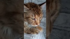 Как мурчит Мейн кун