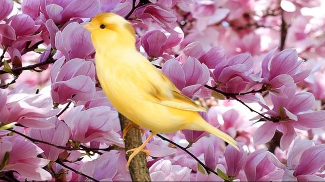 Образец 1 Кенар роллер ПЕСНЯ ИЗ ПЕНИЯ ЛЯГУШЕК смотреть онлайн