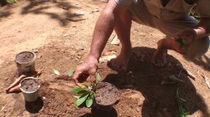 Urban Permaculture Ideas  - How To Grow Spinach On Your Balcony