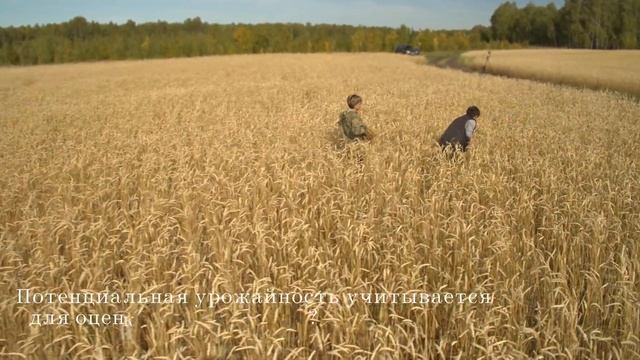 Апробация посевов яровой мягкой пшеницы