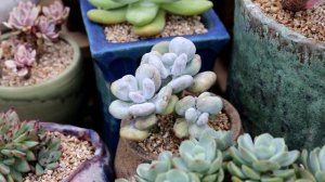 다육이 금 왜이리 비싸지(succulent,多肉植物,たにくしょくぶつ,Variegata succulent plant)