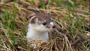 Ласка|Изящная хищница|Weasel|Graceful Predator