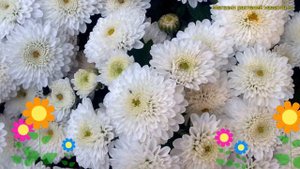 Хризантема корейская Белоснежка. Краткий обзор, описание характеристик chrysanthemum koreanum