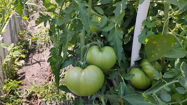 Урожайные сорта томатов/Абаканский розовый обзор сорта/Крупноплодные томаты для открытого грунта смотреть онлайн