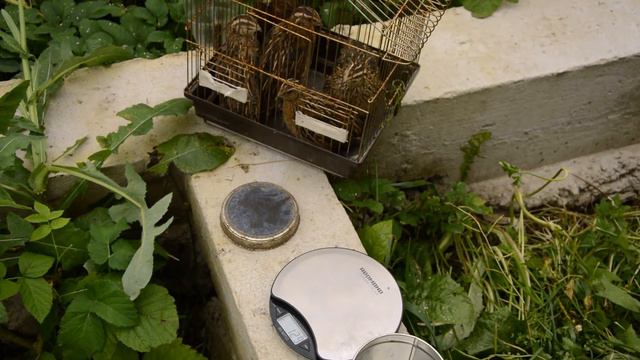 Перепела Техасы против Эстонцев. 1,5 месяца ч.3 смотреть онлайн