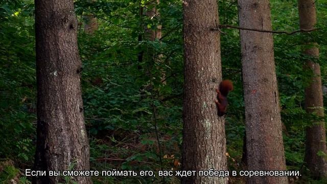 К чему снится заяц? Толкование сна и его значение по сонникам Фрейда и Ванги