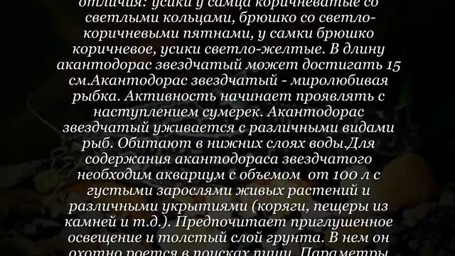 Аквариумная рыбка Акантодорас звездчатый смотреть онлайн