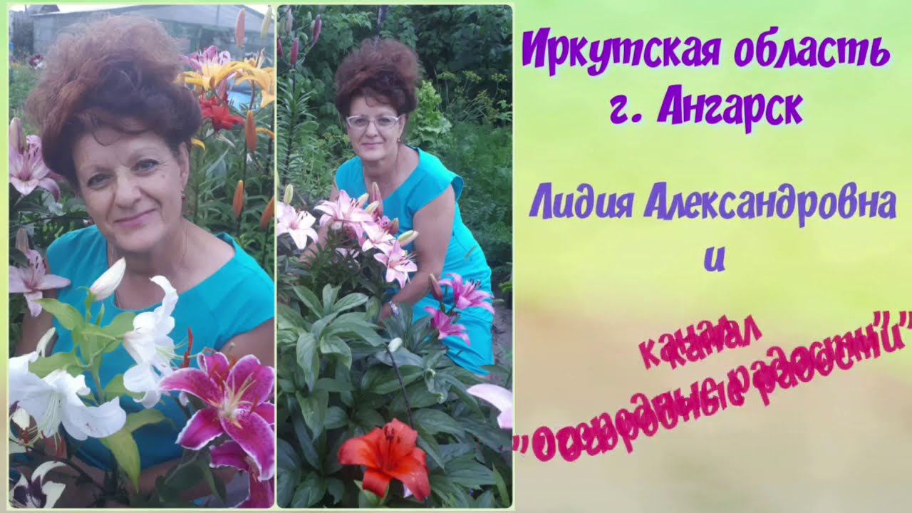 Розы, флоксы, озимый чеснок..... зимовали в прикопе!
