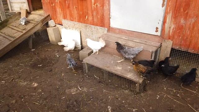 Чем хорошо содержание кур на ферме? Часть 1 смотреть онлайн