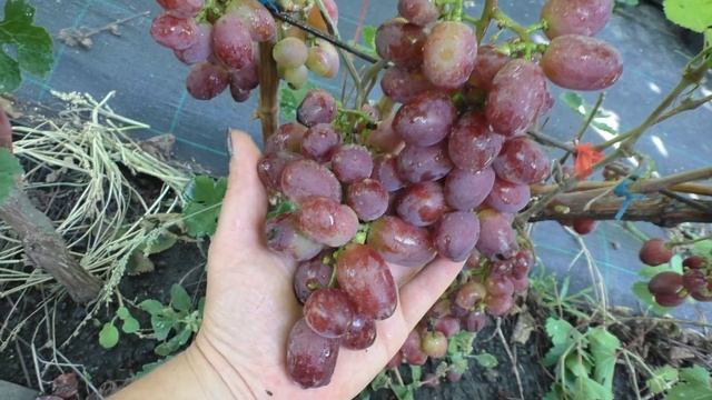 ВИКТОРИЯ малинового окраса ранний виноград смотреть онлайн